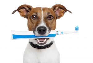 Dog holding an electric toothbrush in it's mouth to demonstrate brushing pet's teeth.