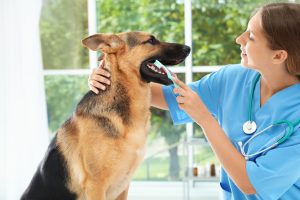 A veterinarian dentist treating dog dental care by brushing dog's teeth
