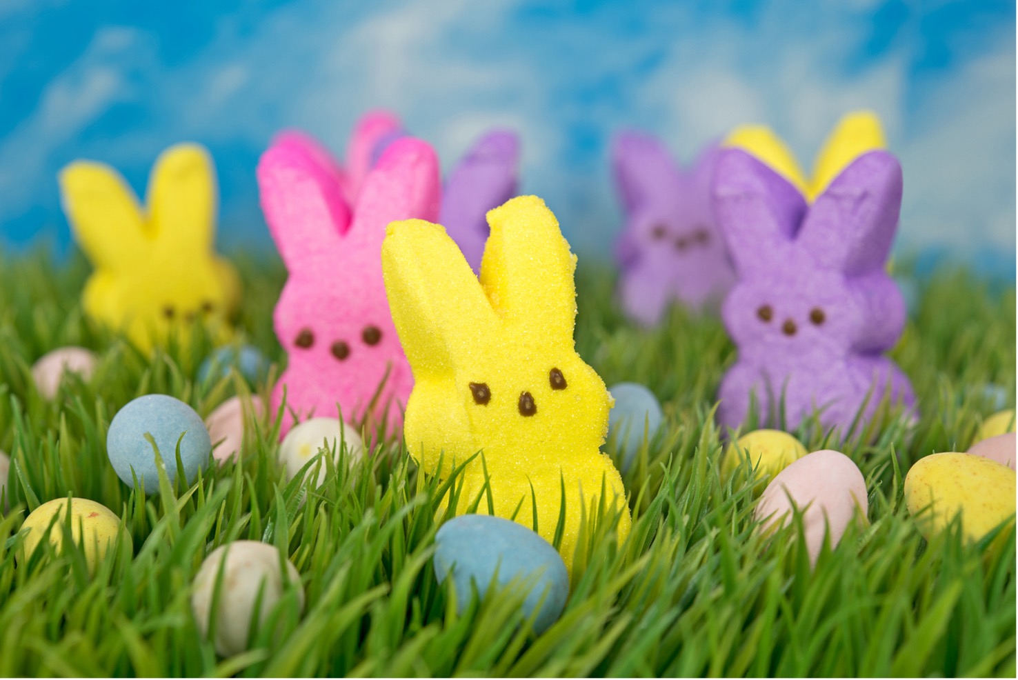 A picture containing plant, flower, chocolate bunnies