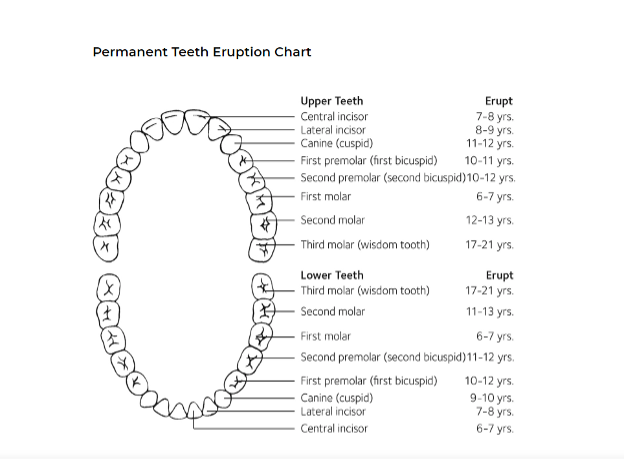 A chart of teeth with names, Exploring Causes of Missing Permanent Teeth